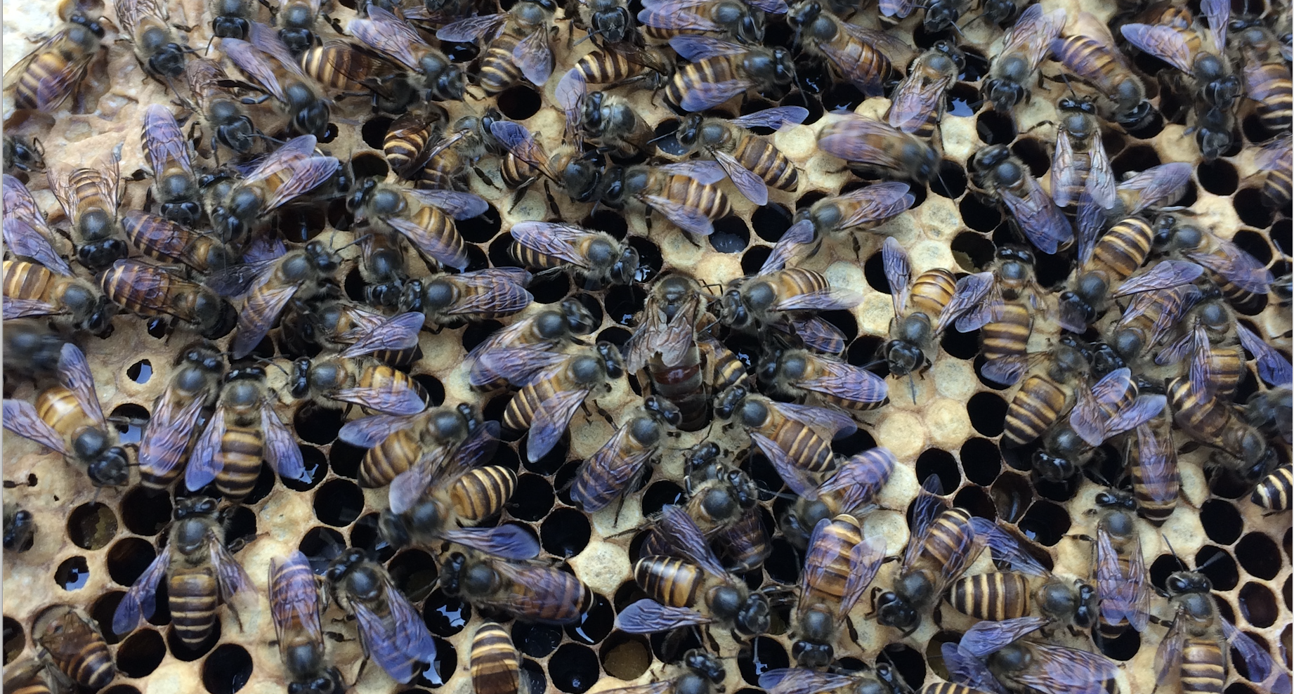 New alleles come easy to a gene under balancing selection  