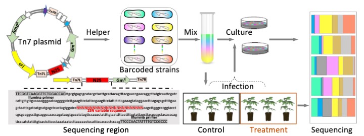 Random barcoding enables the study of plant infection by a bacterial pathogen