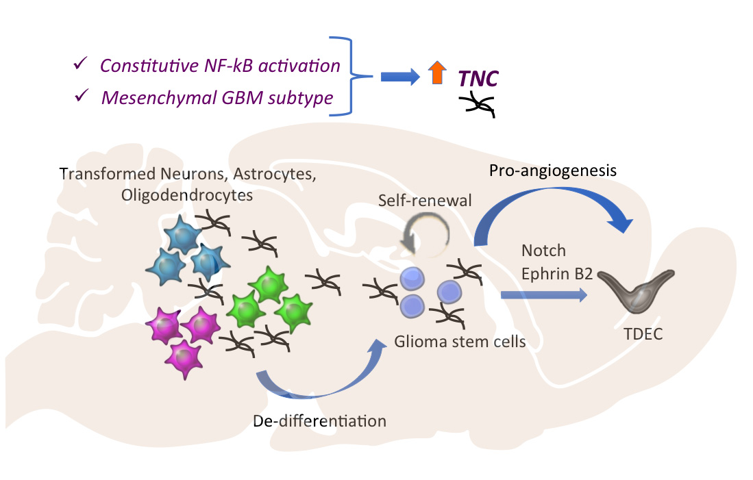 Tenascin C promotes cancer cell plasticity in mesenchymal glioblastoma