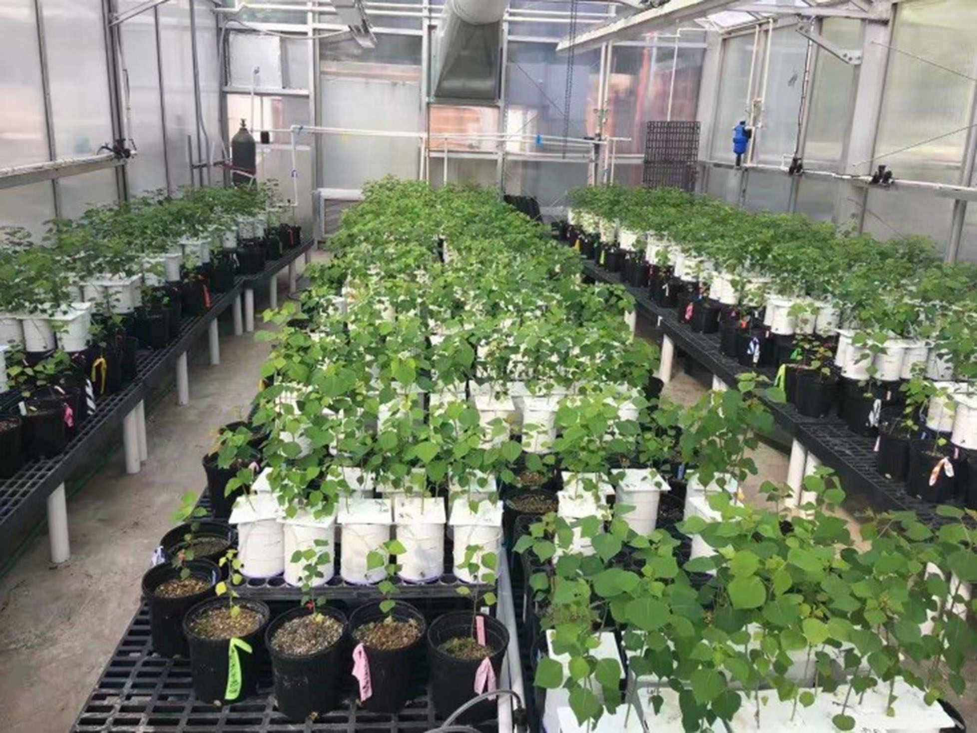 New insights into the evolution of interactions between invasive plants and soil microbes