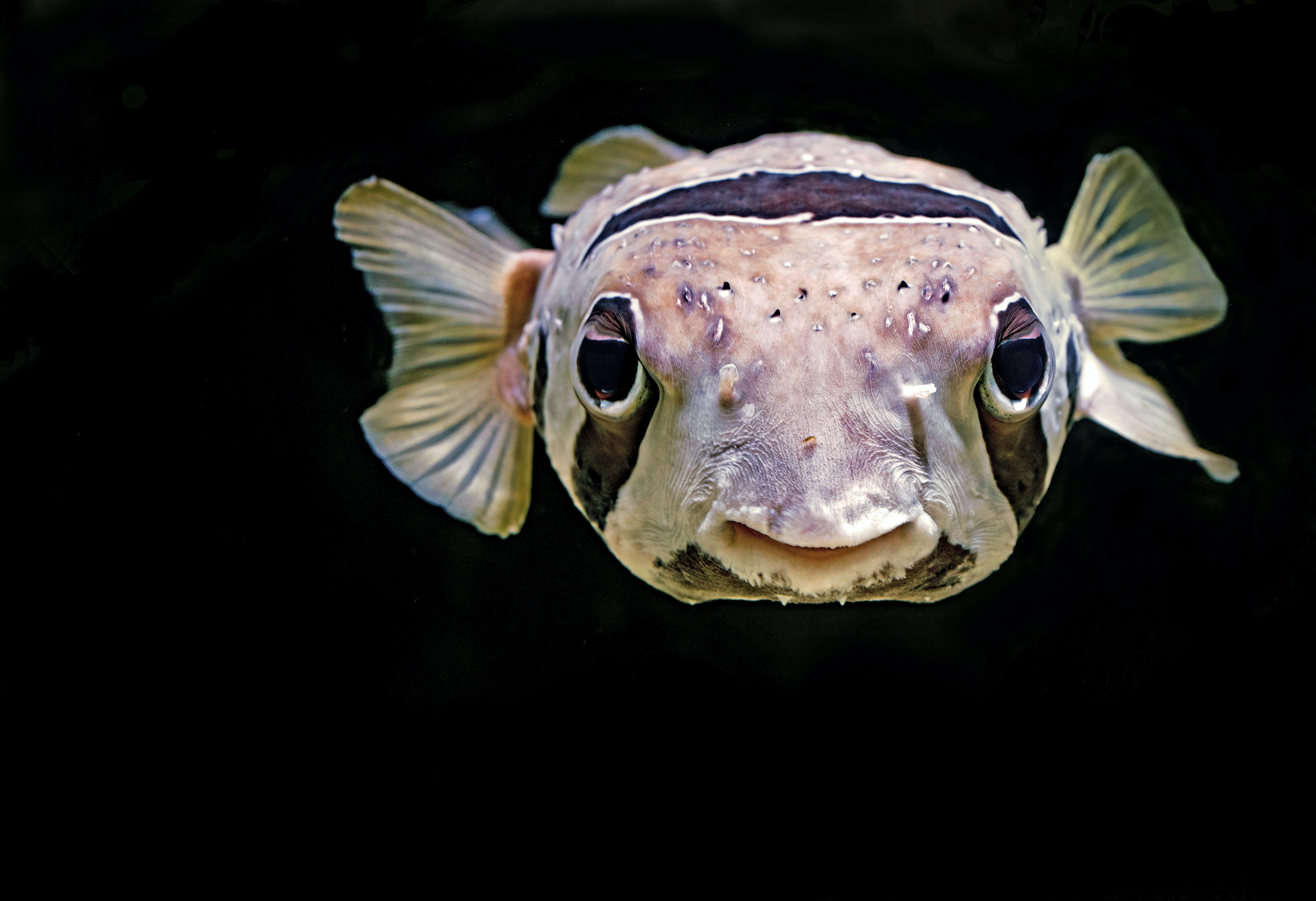 Grant Writing for Wildlife Conservation