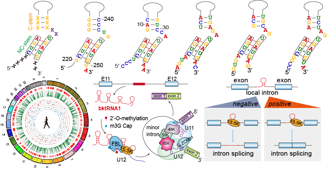 How	to Identify	a	Novel Class	Kink-turn RNAs and their Mechanisms