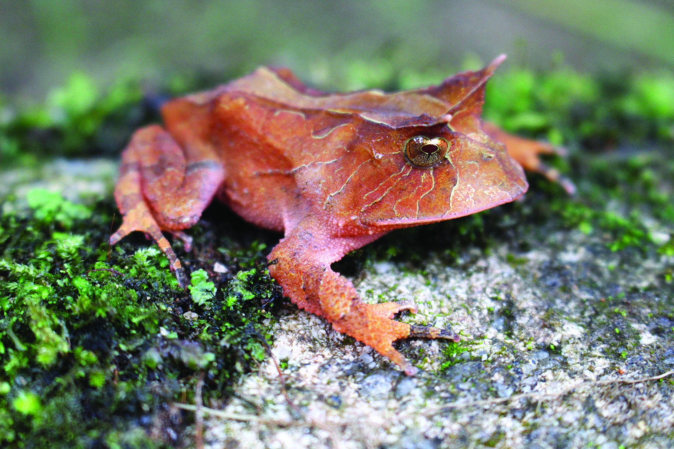 Framing Frogs: A new study on environmental economy helps improve the preservation of amphibians in the Brazilian Atlantic Forest. 
