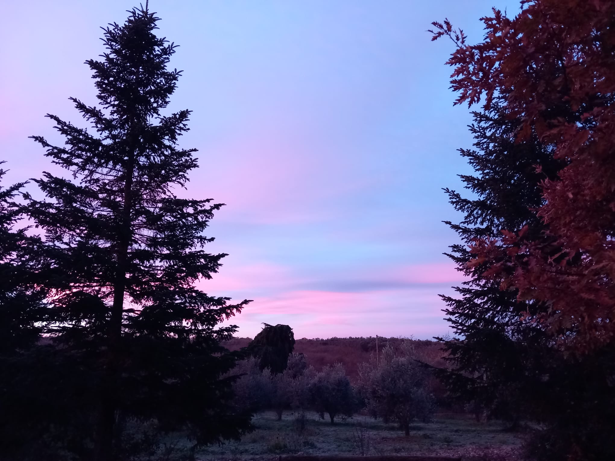 Forests in transition: climate change is reshaping competition among Europe’s trees
