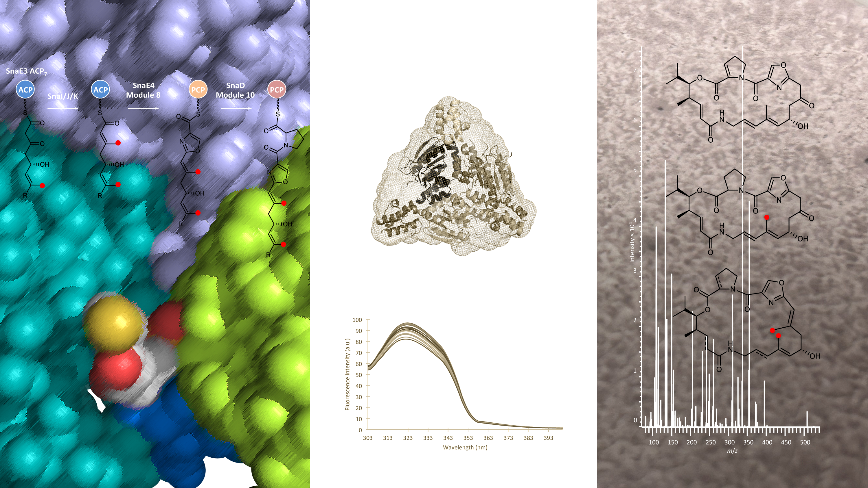 Biosynthetic brilliance and blunders in virginiamycin M assembly