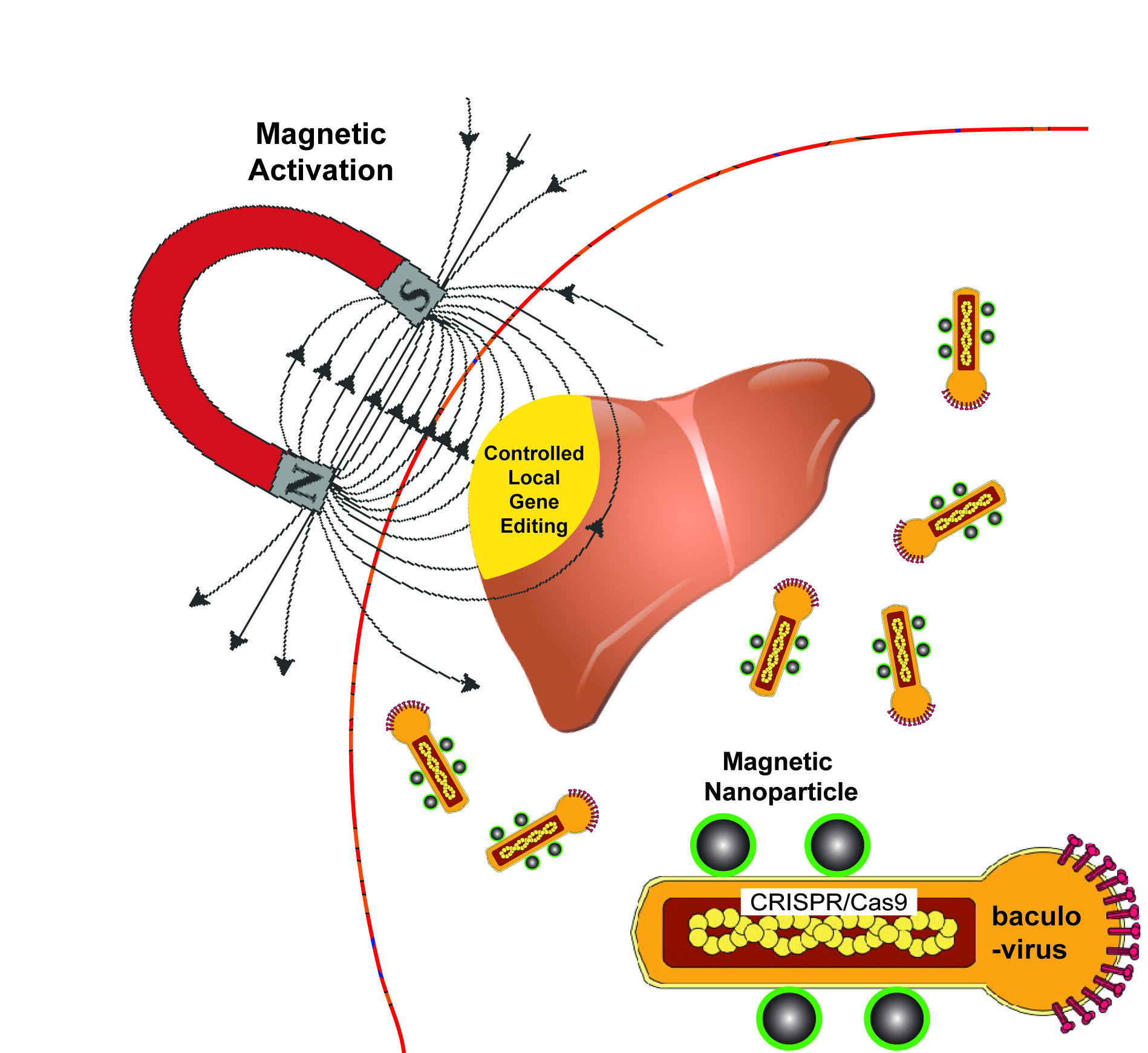 Spatial control of in vivo CRISPR/Cas9 genome editing via nanomagnets