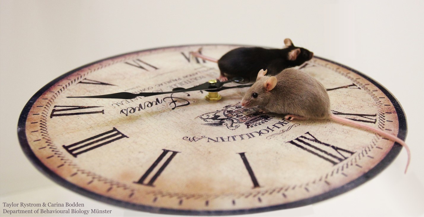 Early bird or night owl – the influence of testing time on anxiety, exploration, and learning in mice and its potential for improving reproducibility