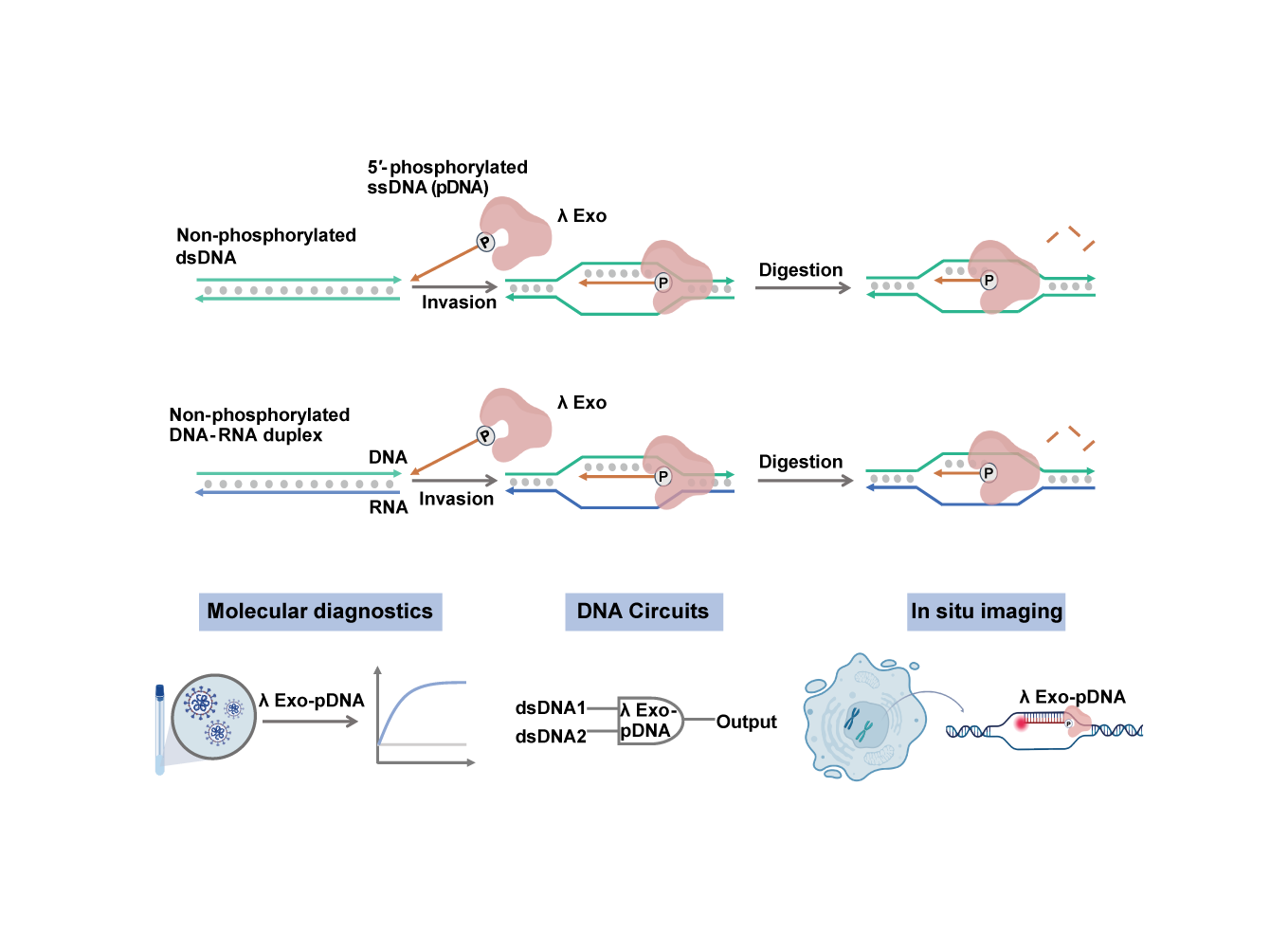 PAM-independent targeting double-stranded nucleic acids by λ exonuclease and guide DNA