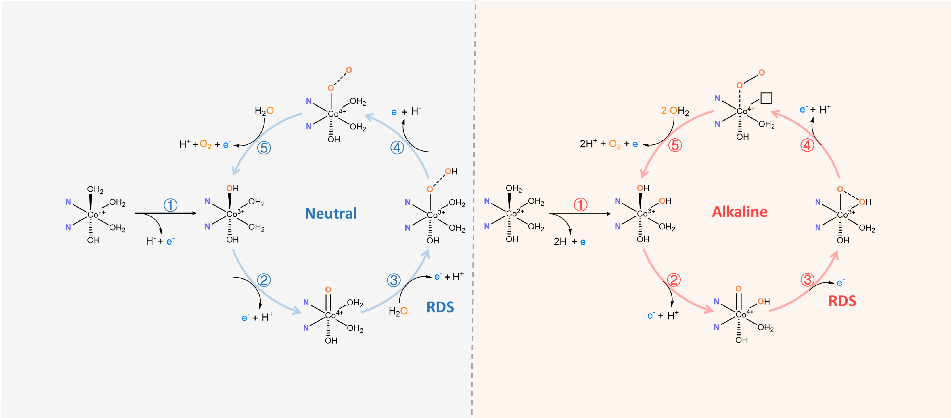  Oxygen Evolution on Single Cobalt Sites with an Intramolecular Hydroxyl Nucleophilic Attack Pathway
