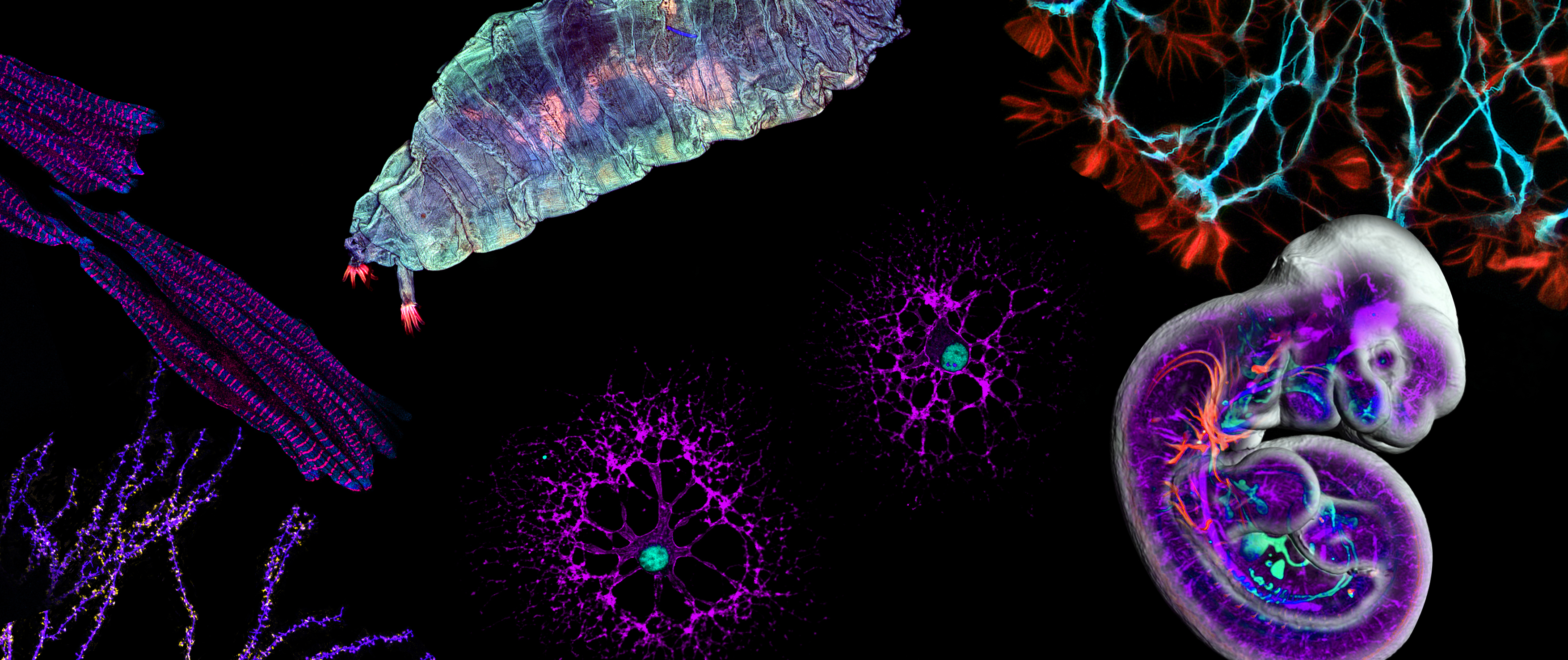 Euro-BioImaging’s role in the imaging revolution