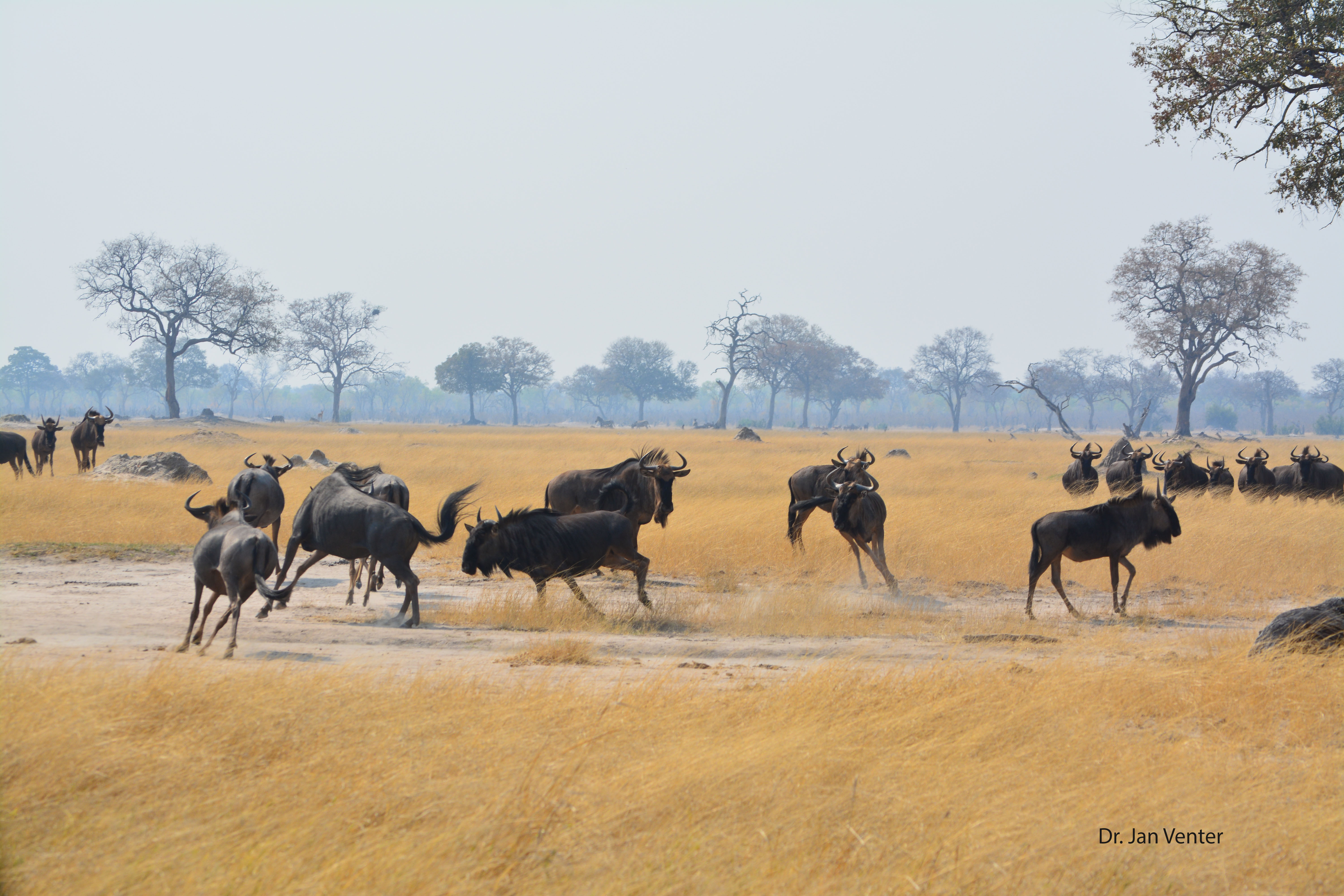 Can camera trap studies help protect African biodiversity?
