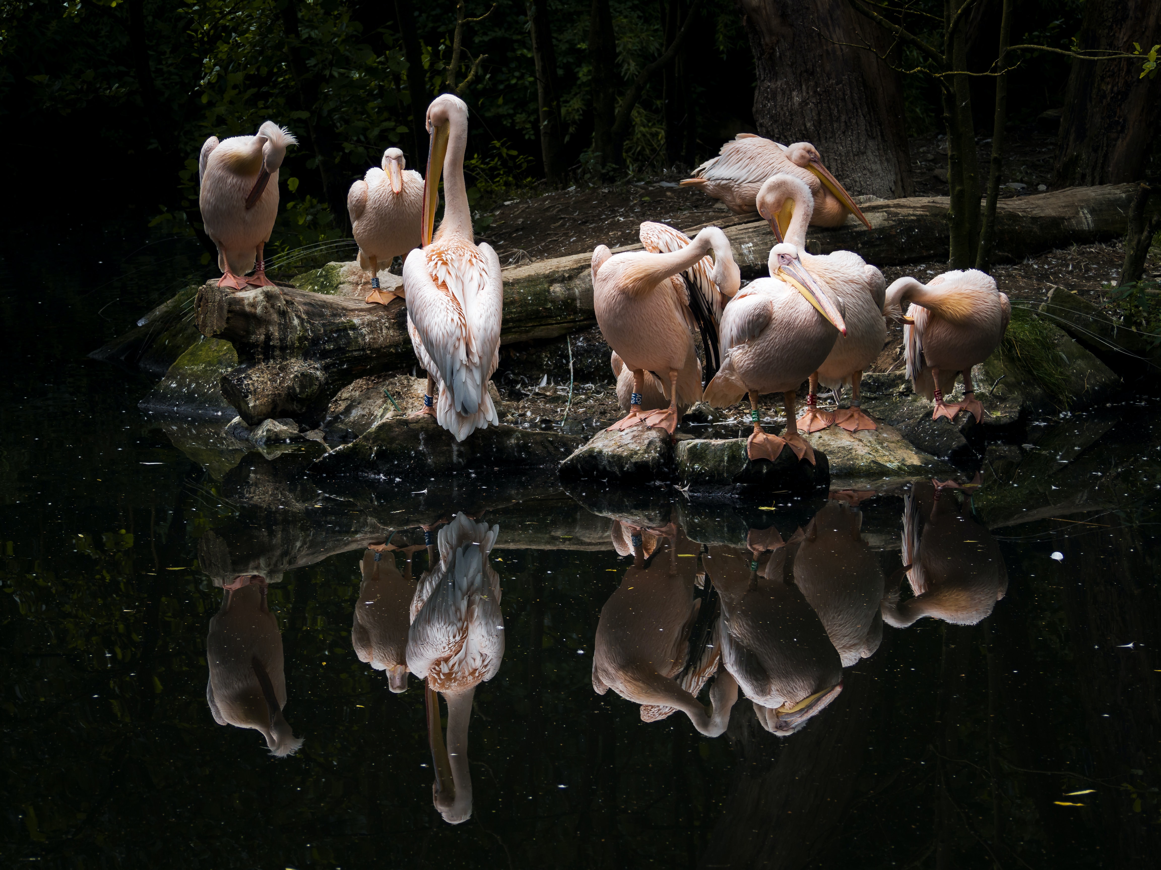 Join our next WildHub Social 9th Nov 12.15pm & 4pm GMT