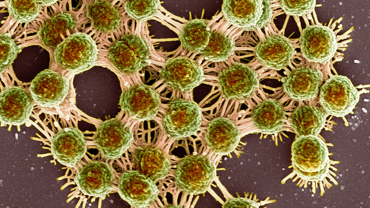 Call for Papers: Microbial cooperation and conflict