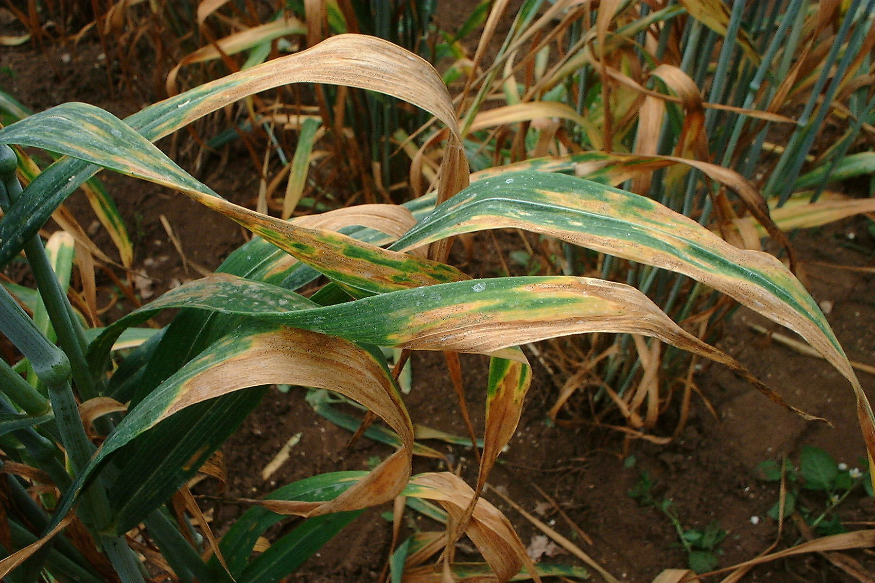 Diversity and Durability in Plant Disease Resistance