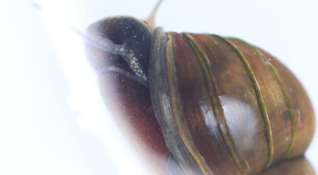 From the BugBitten Archives: Schistosomiasis vector snails on the move!