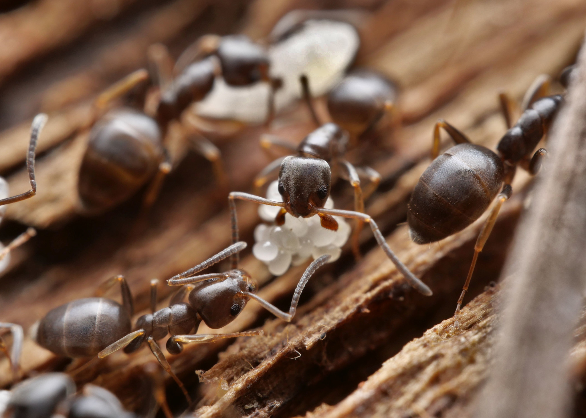 When queens cheat and workers cheat back: hormonal power struggles in ant society