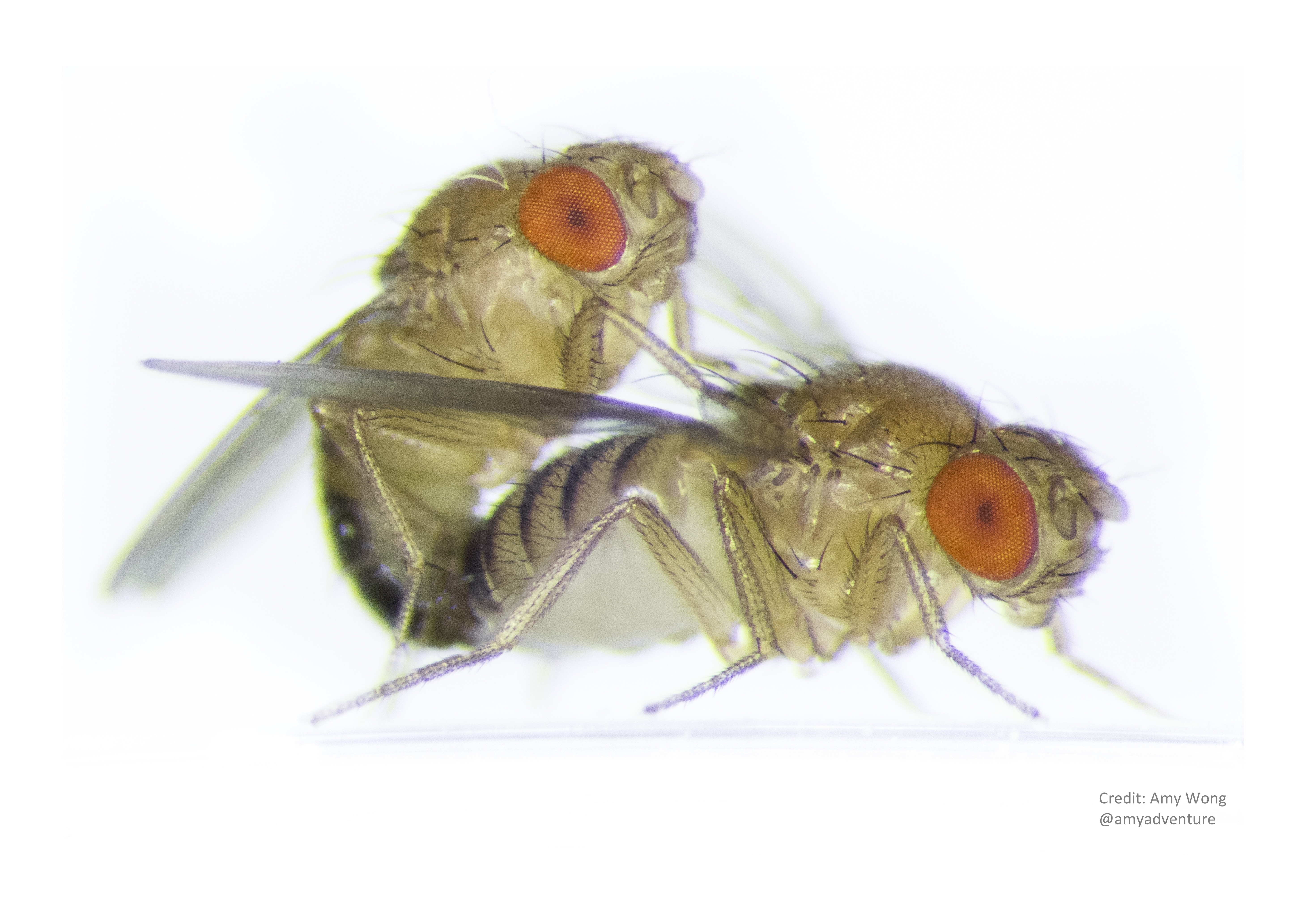 Female promiscuity drives male sexual selection 