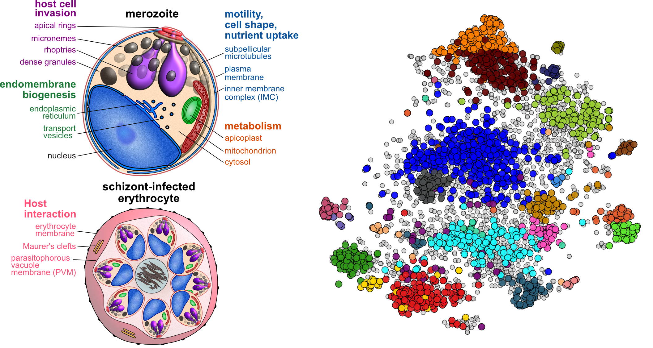 A map of protein locations in the malaria parasite