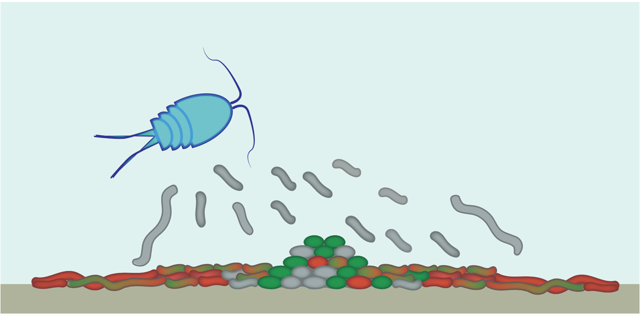 Adventurer cell : a distinct cell-type that facilitates dissemination of Vibrio parahaemolyticus