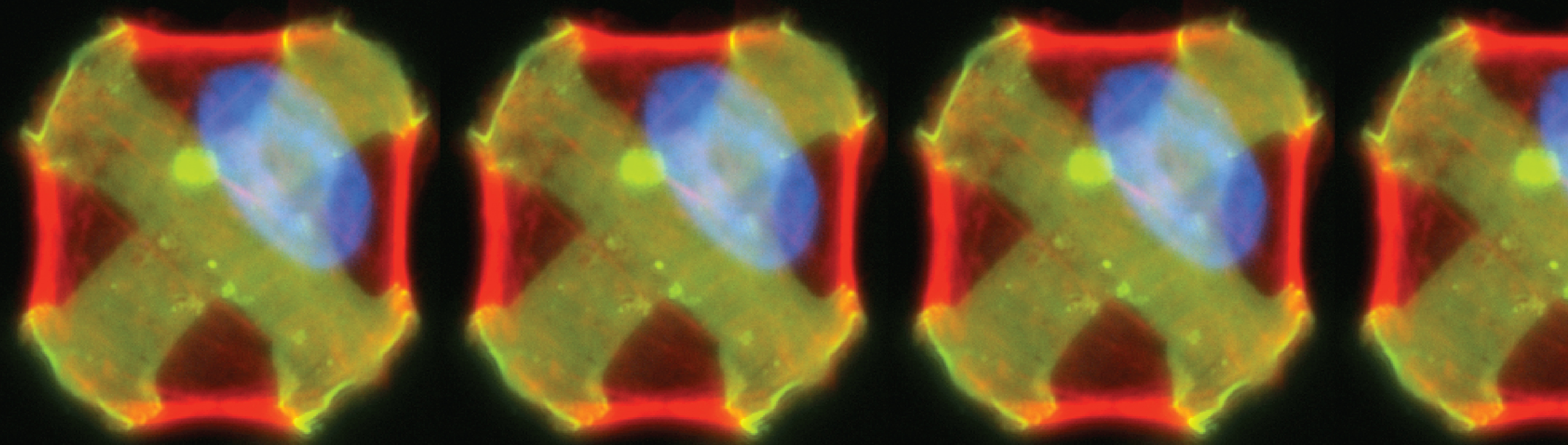 Automating single-cell force cytometry