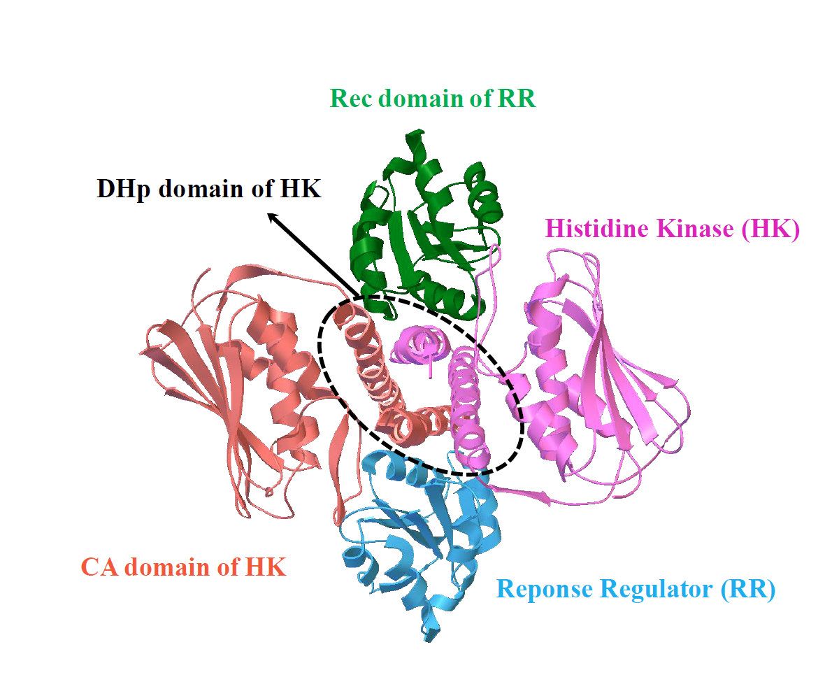 Unveiling the interaction patterns governing binding specificity between proteins