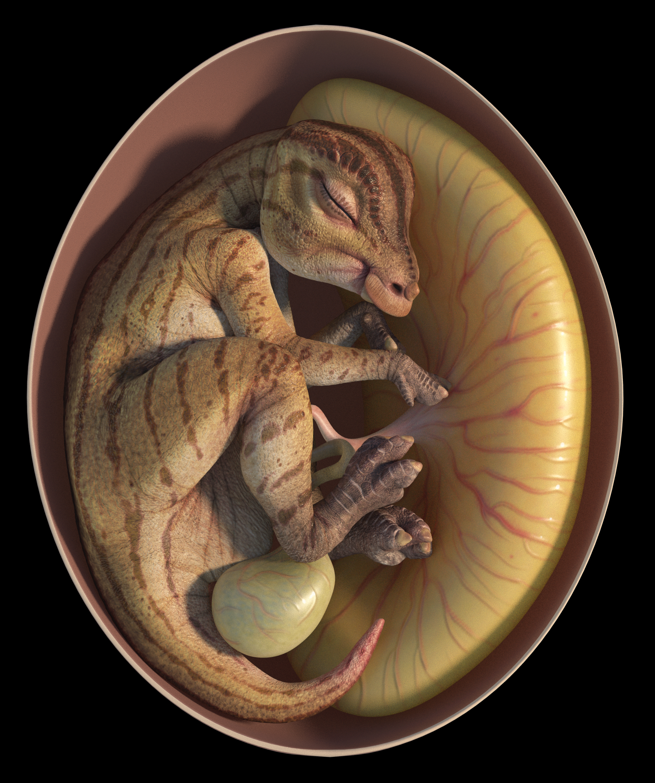 Palaeontology in a pandemic: remote research on dinosaur eggs and embryos