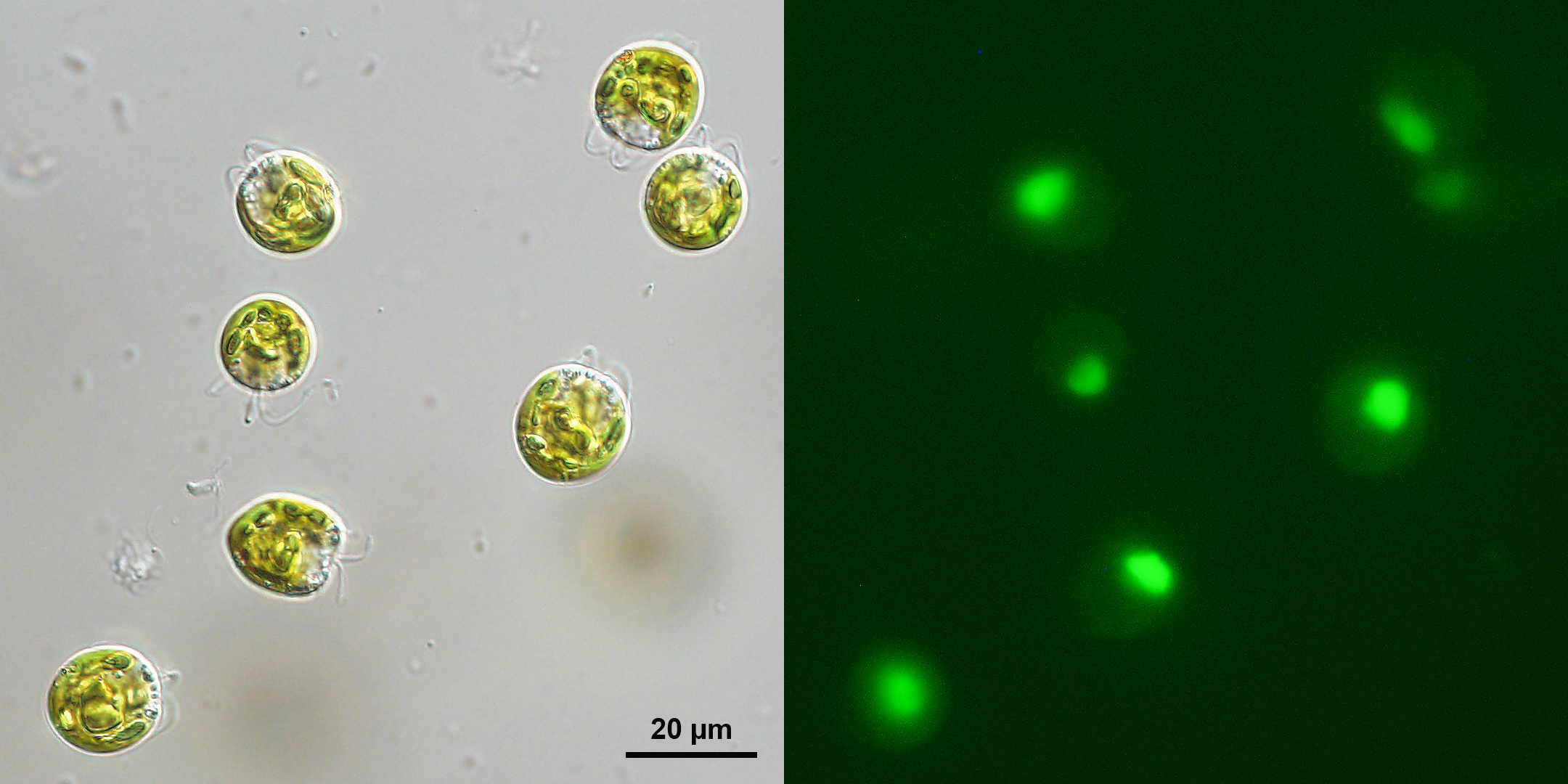 Feeding in green algae illuminated by live labeled bacteria