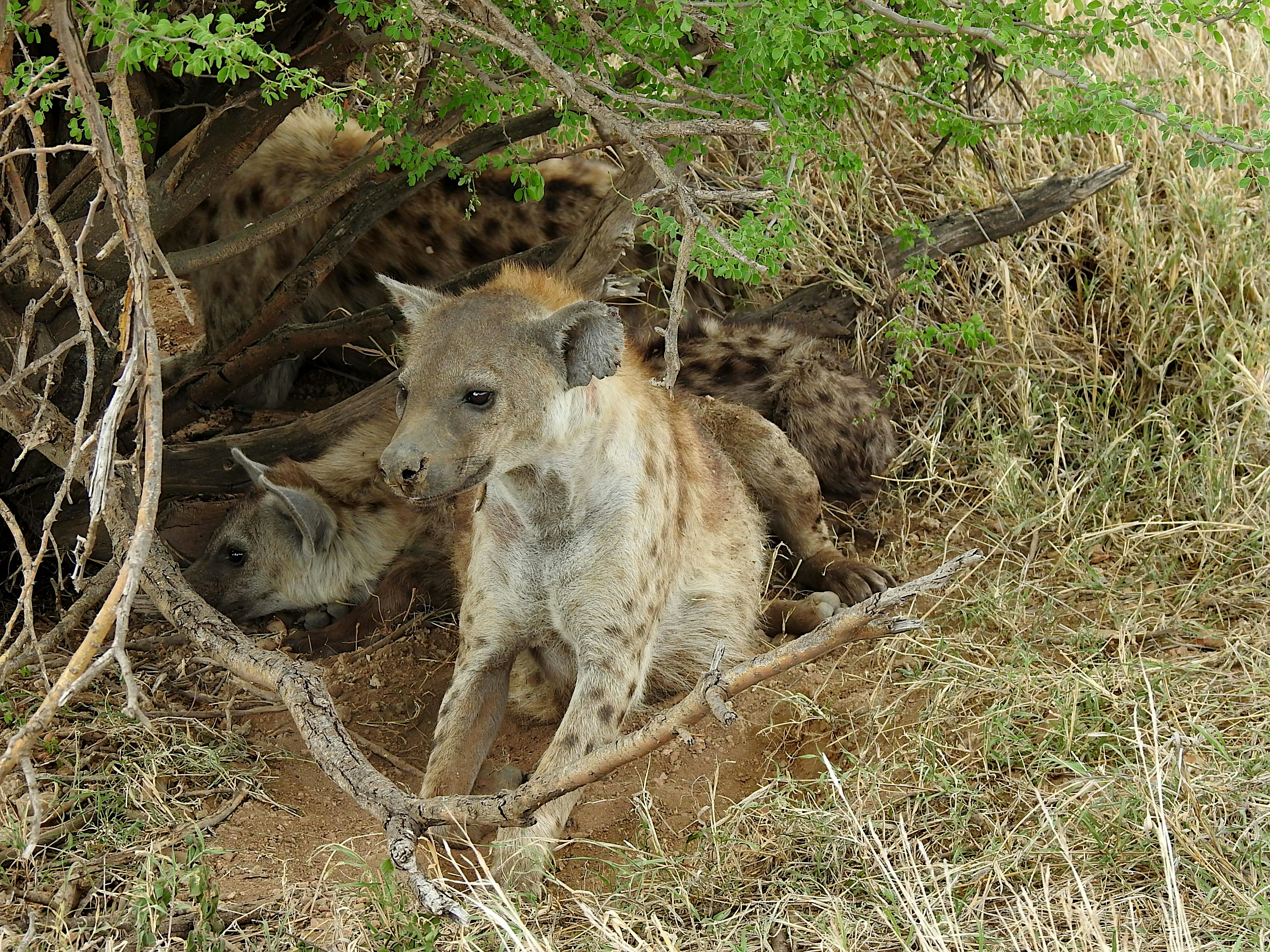Osvaldo - A new conservationist in action!