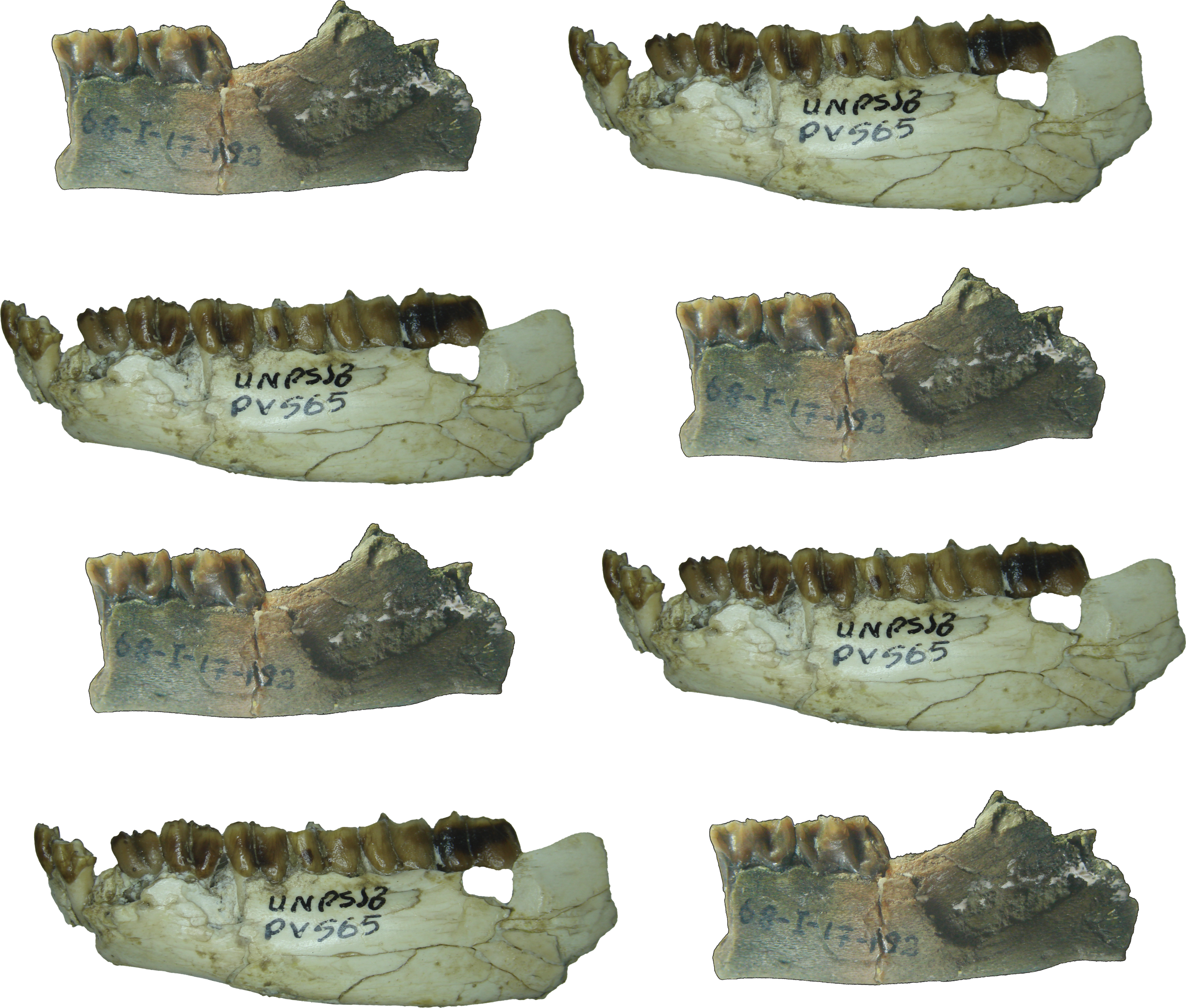 Two new South American native ungulates and the refusal to comply with Argentina’s National University Funding Law