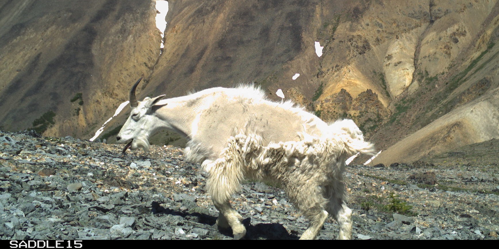 Widespread ecological responses and cascading effects of the 2021 western North American heatwave