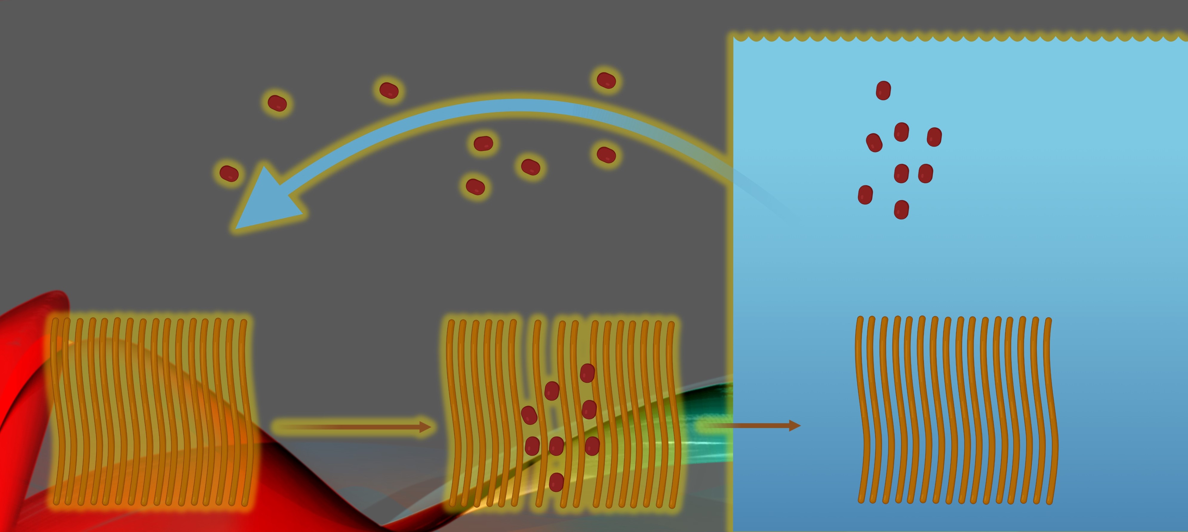 What is to be multicellular? A question from a novel cave bacterium
