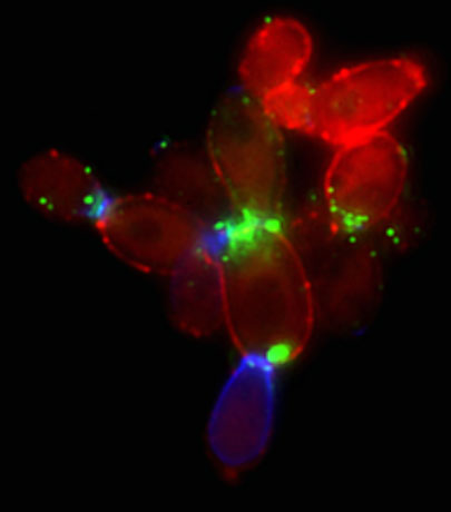 Chasing a moving fungal target