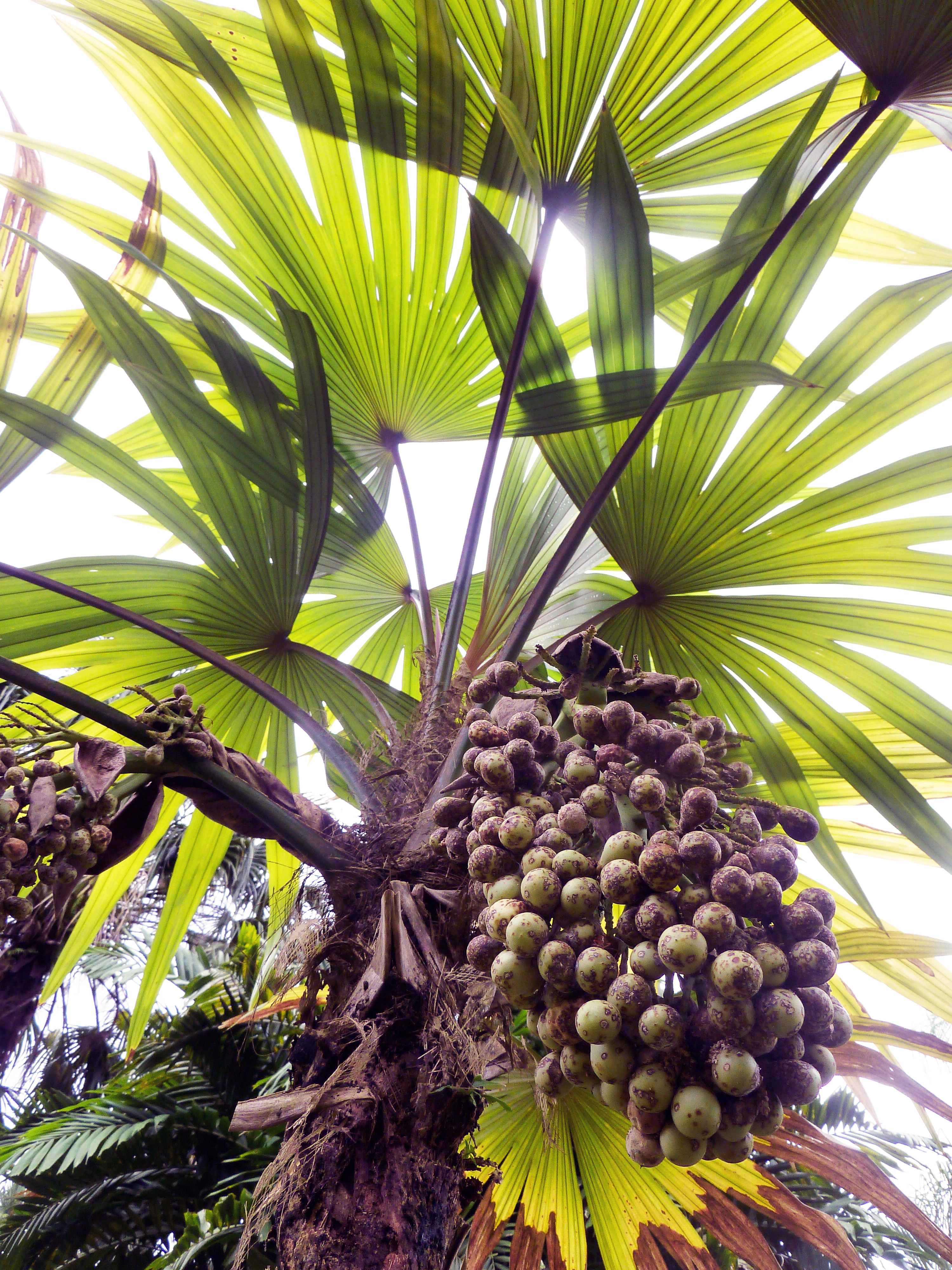 Fruit-eating animals are crucial for biodiversity