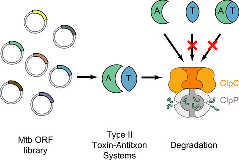 Announcing The FEBS Journal Richard Perham Prizewinner 2022