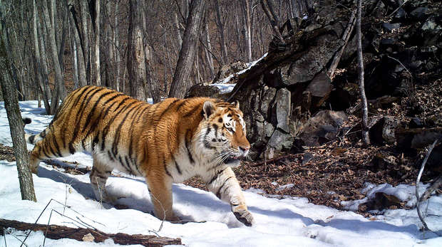 Conservation job opportunity at ZSL: 3