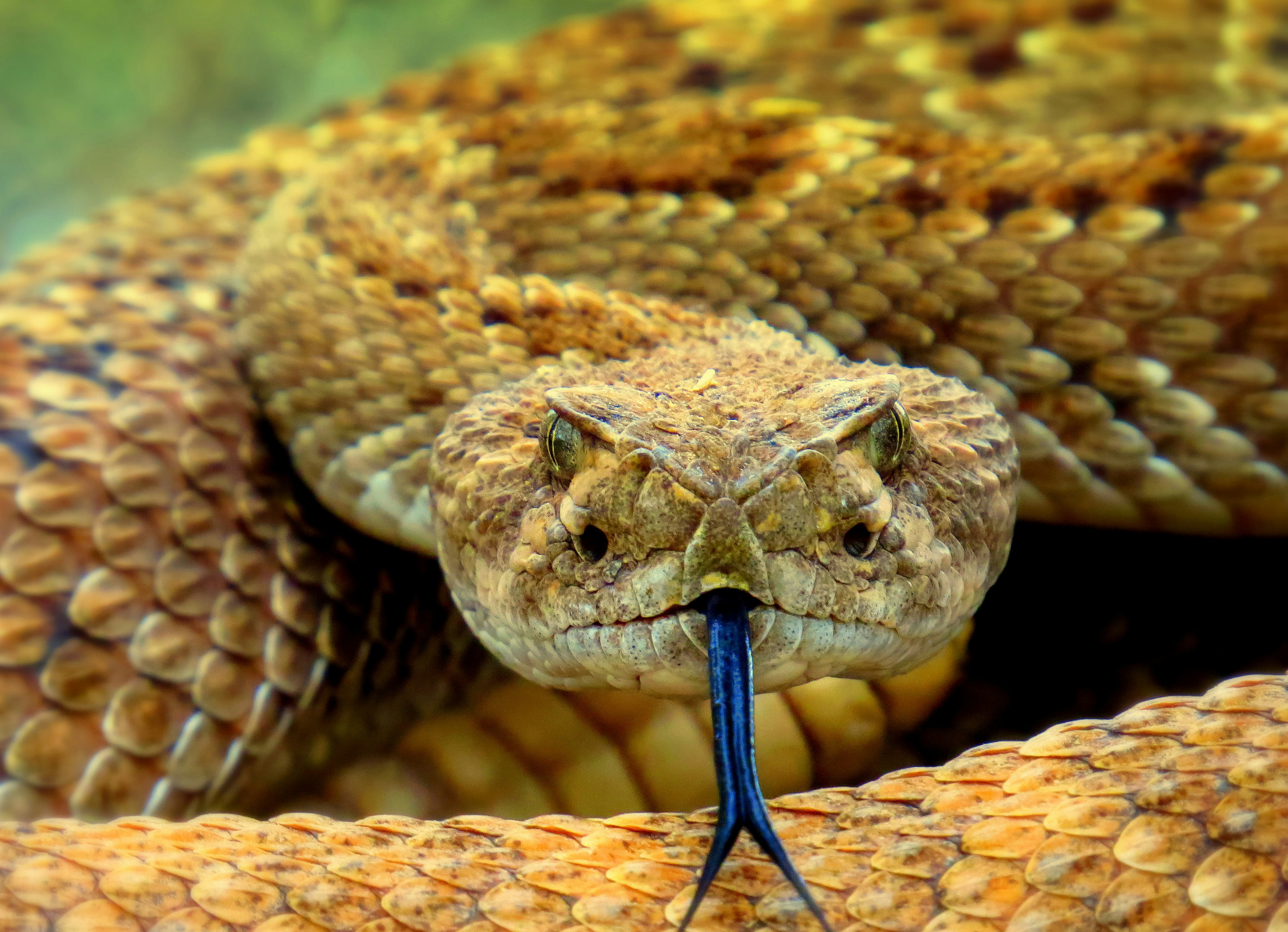 Snakebites in lango northern part of Uganda 
