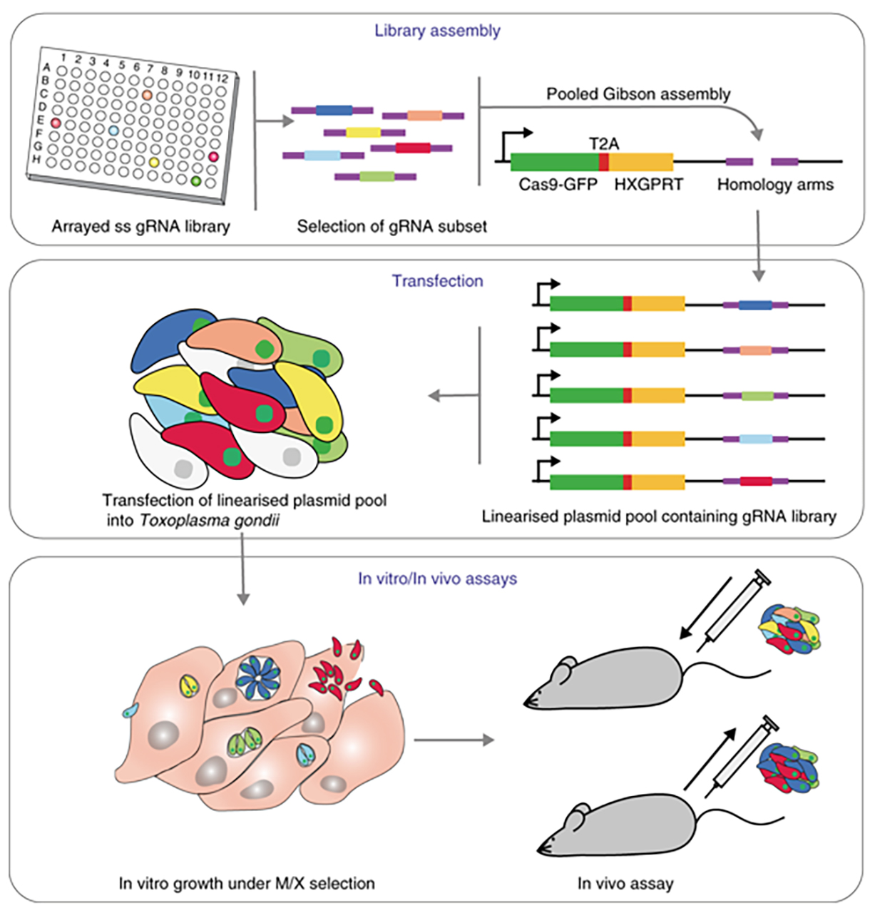 A versatile CRISPR platform enables tailored genetic screens in vivo to identify novel virulence factors in host-pathogen interaction