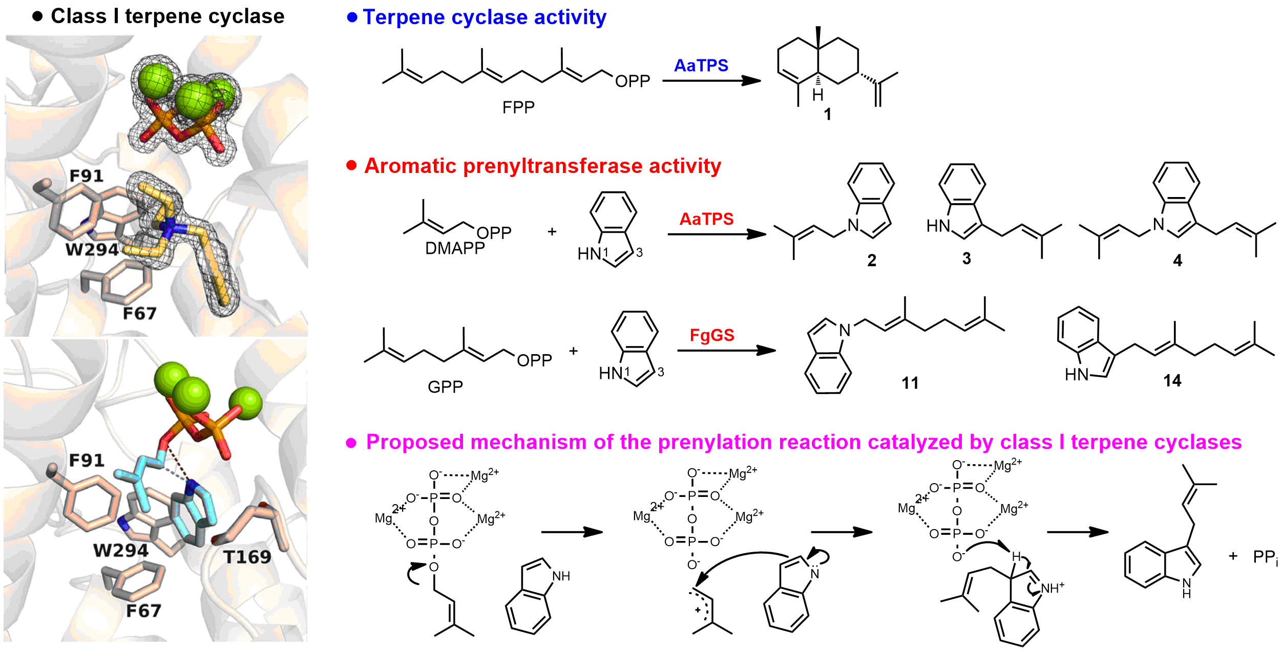 Discovery of the cryptic function of terpene cyclases as aromatic prenyltransferases
