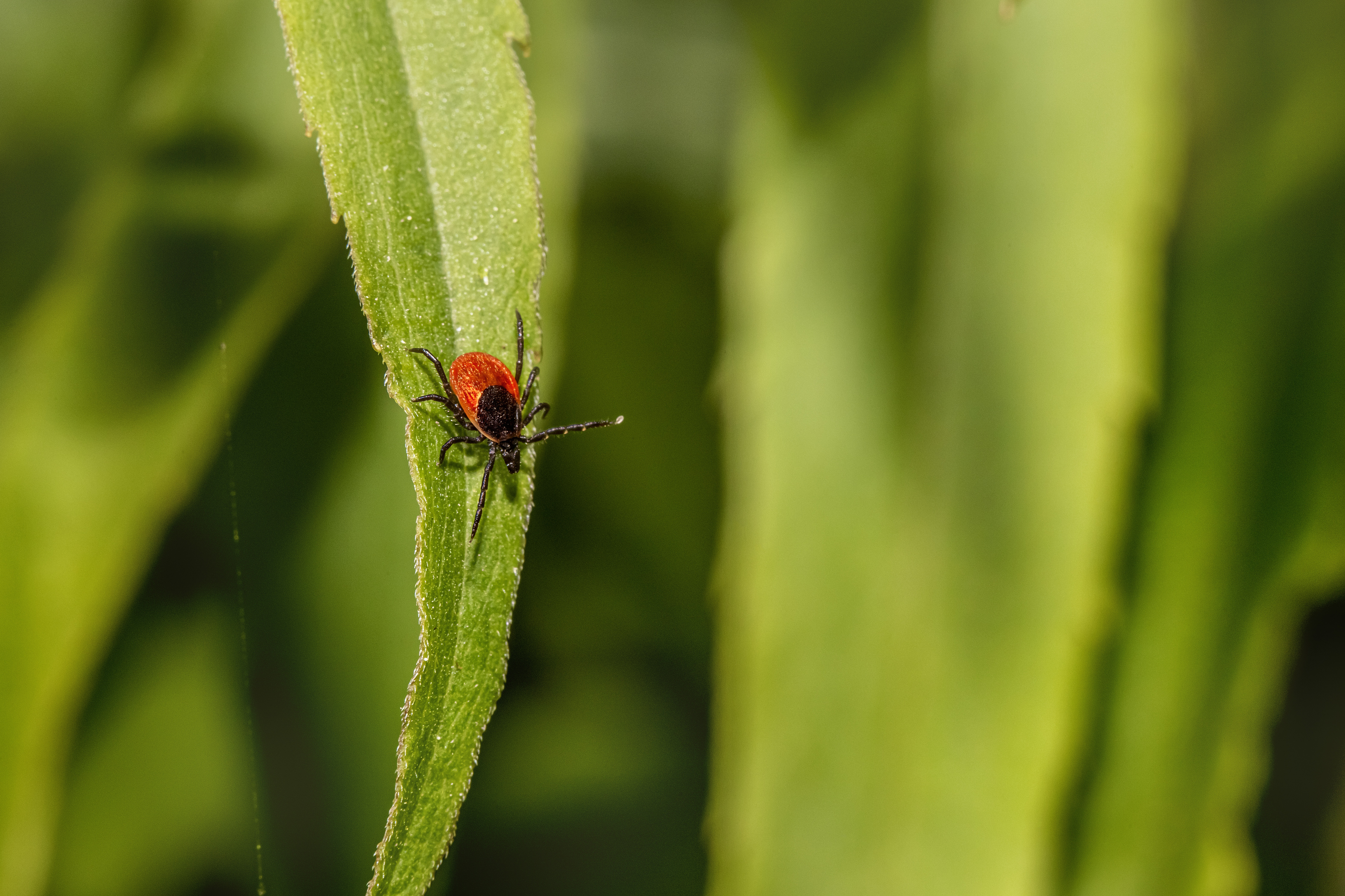 Microbiota’s BIG role in tick-borne pathogen transmission