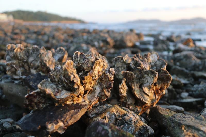 How do oysters win in the intertidal zone?