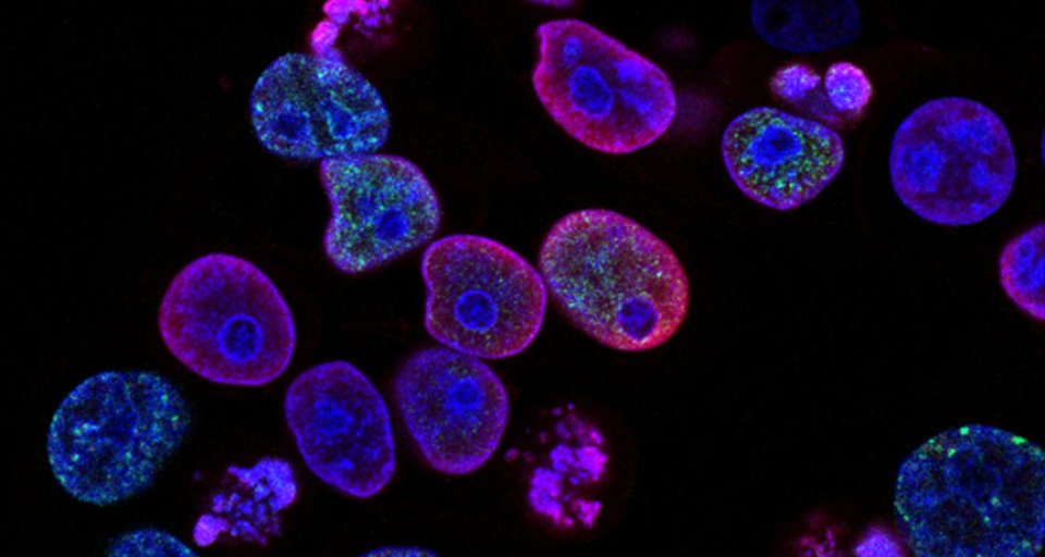 The Grb2 isoform, Grb3-3, negatively regulates Ras activation