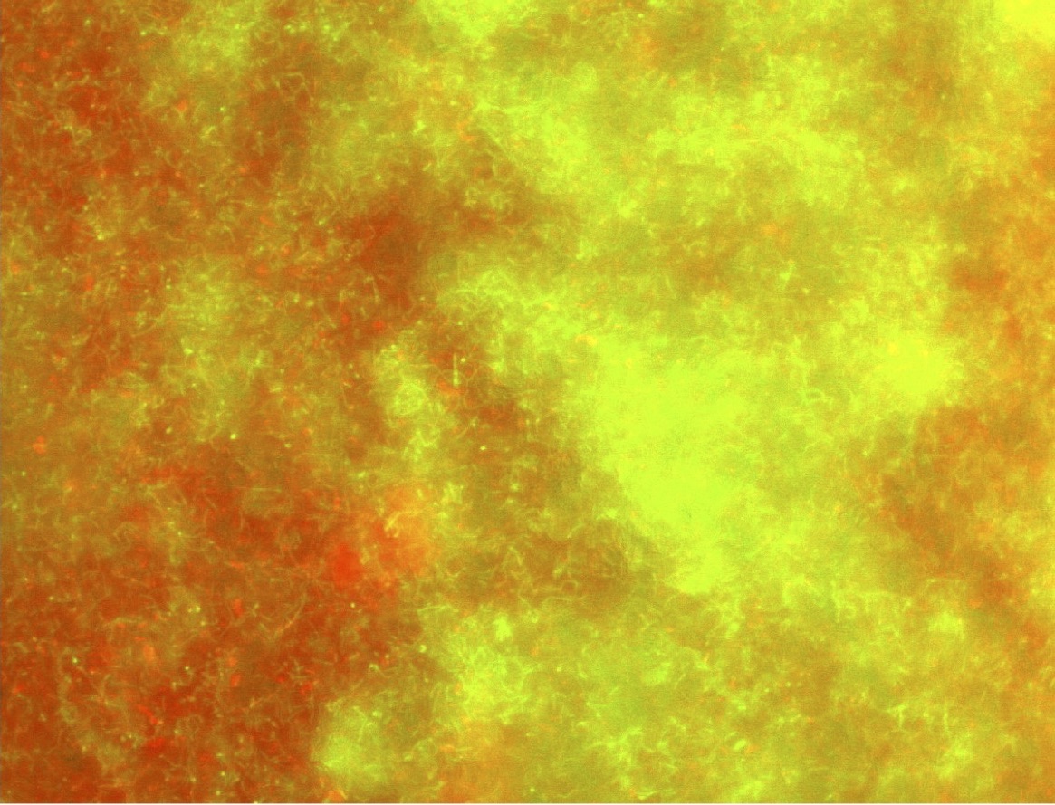 A laboratory 4-species model biofilm or the choice of reasonable complexity
