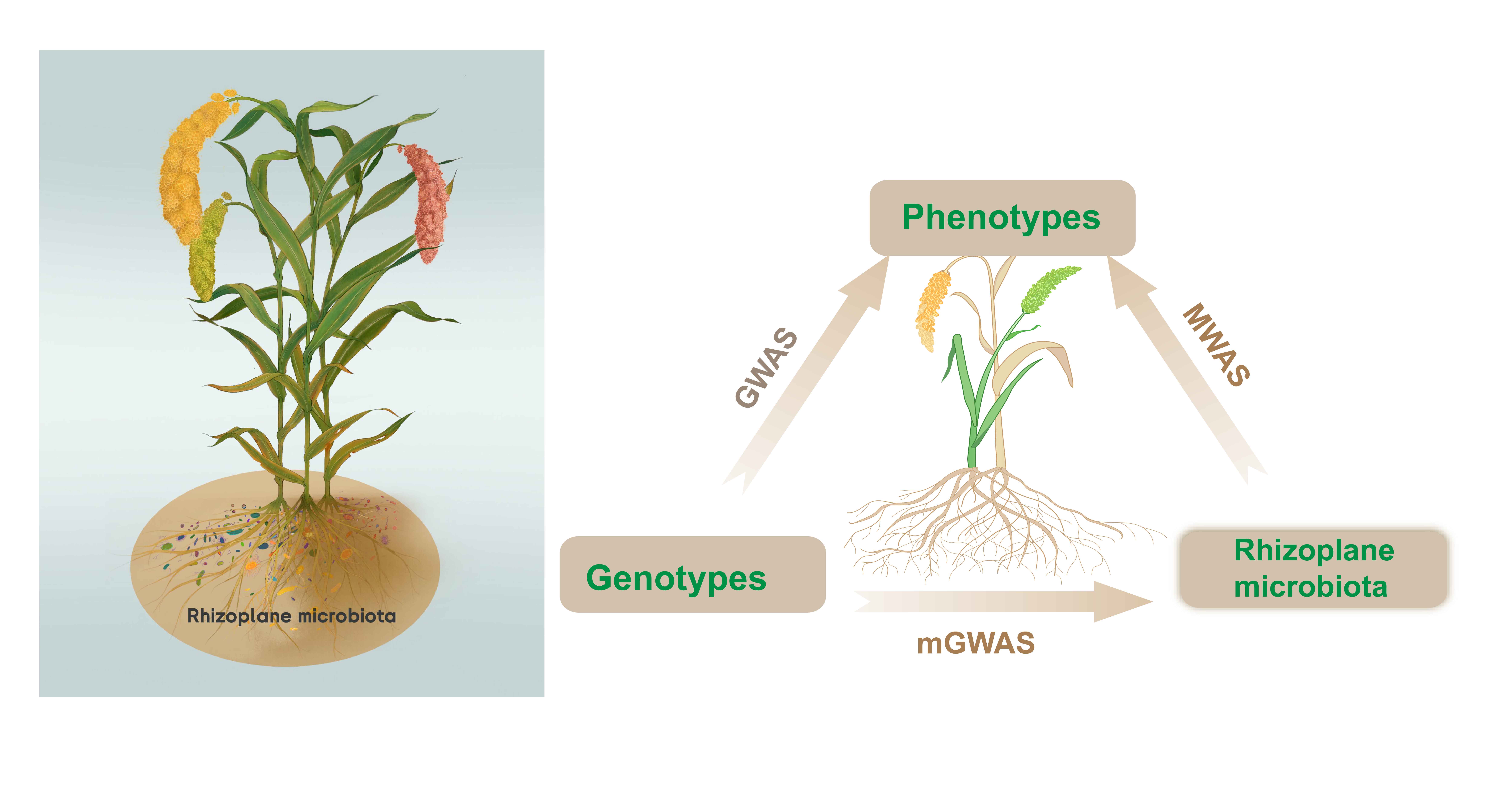 GWAS, MWAS and mGWAS provide insights into precision agriculture based on genotype-dependent microbial effects in foxtail millet