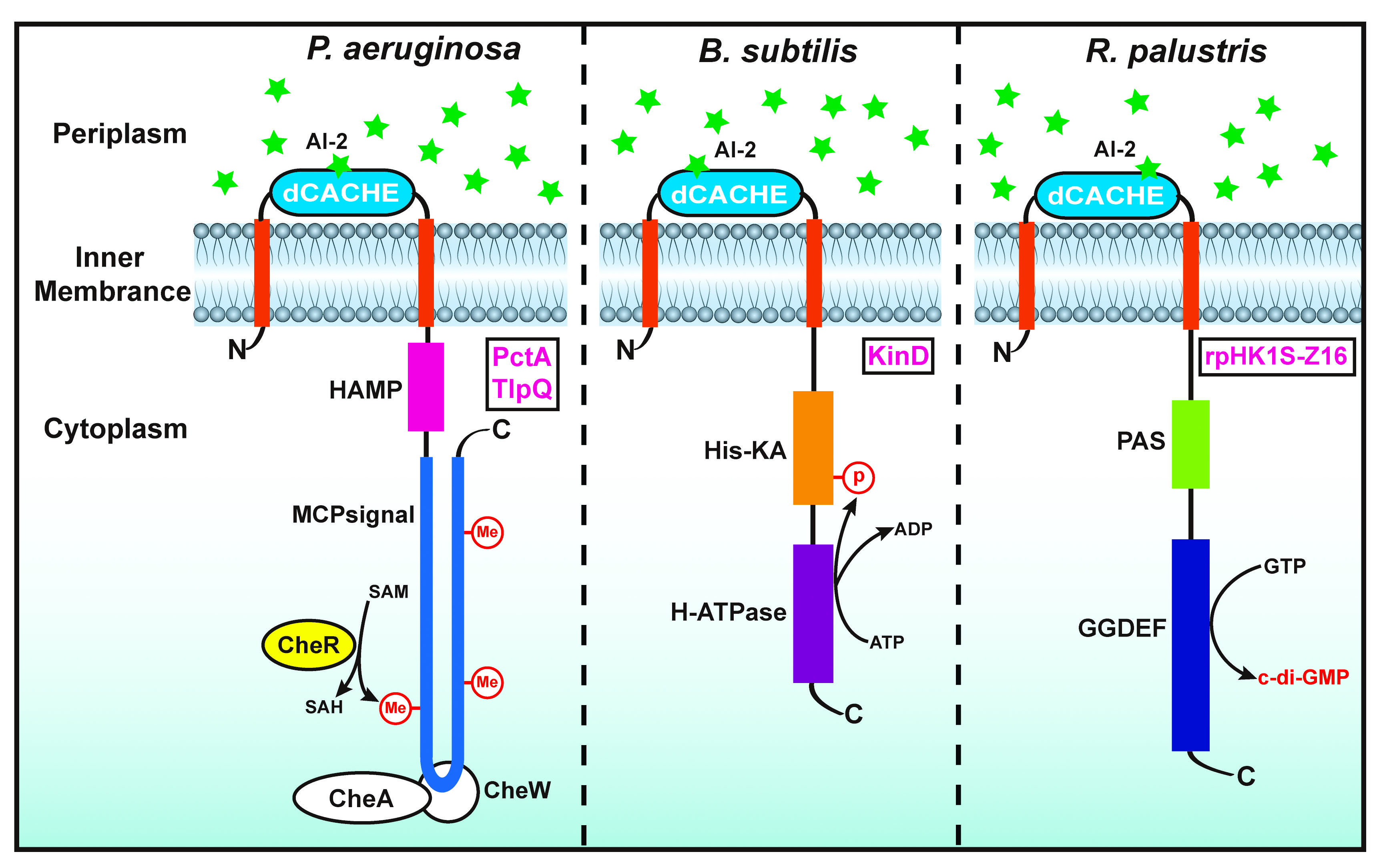 Understanding how bacteria talk to each other using autoinducer-2