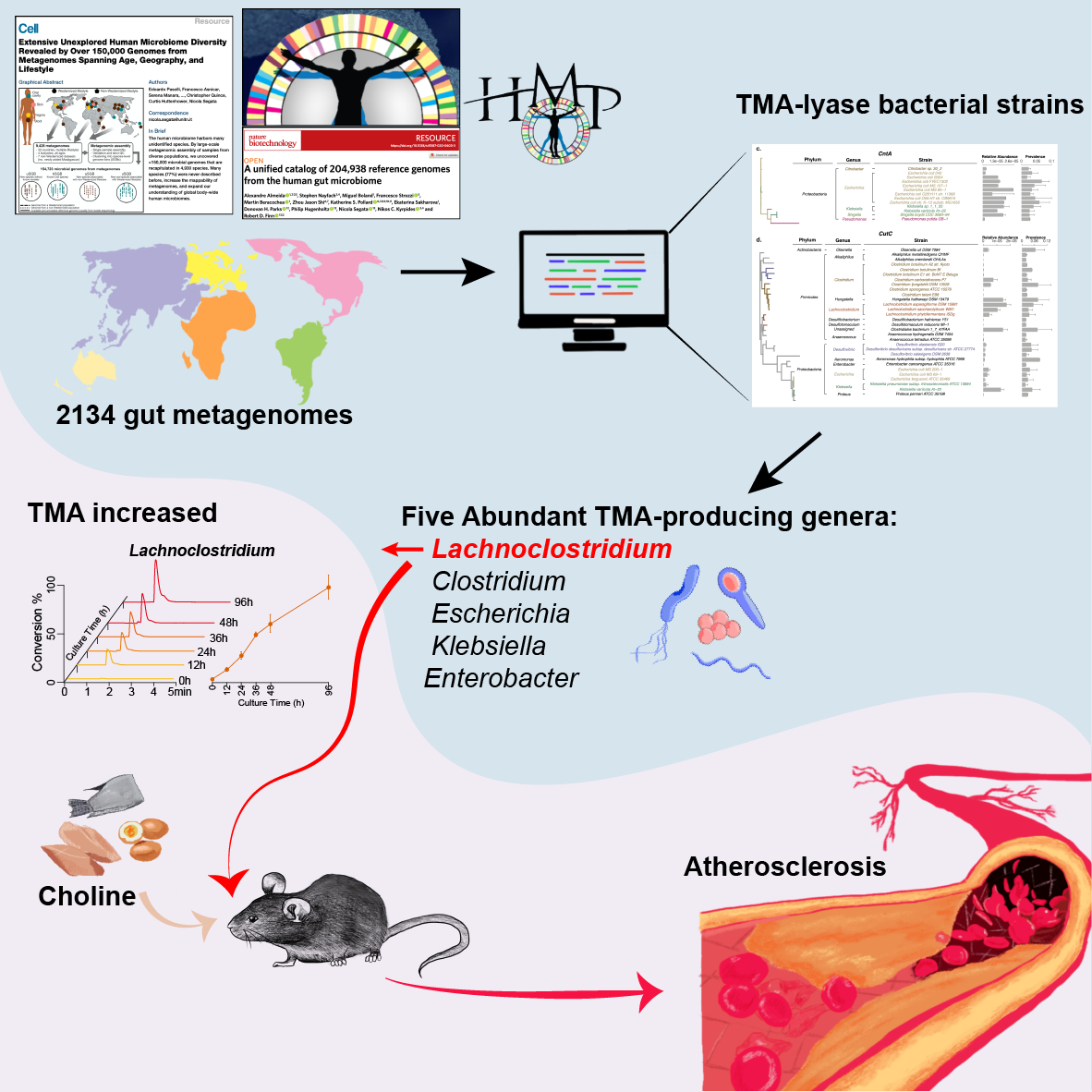 Integrated metagenomics identifies a crucial role for trimethylamine-producing Lachnoclostridium in promoting atherosclerosis