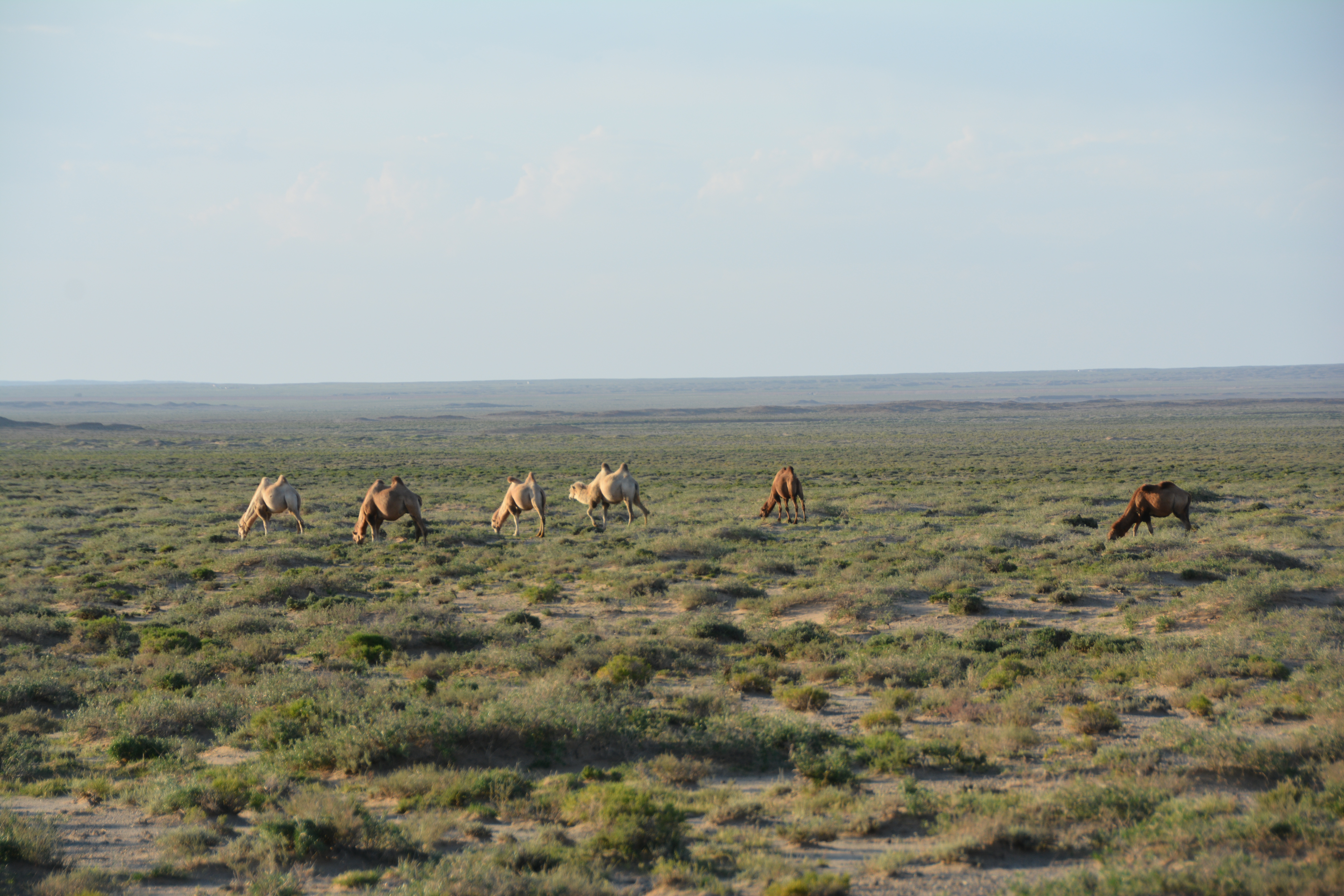 Why drylands matter for global vegetation carbon uptake
