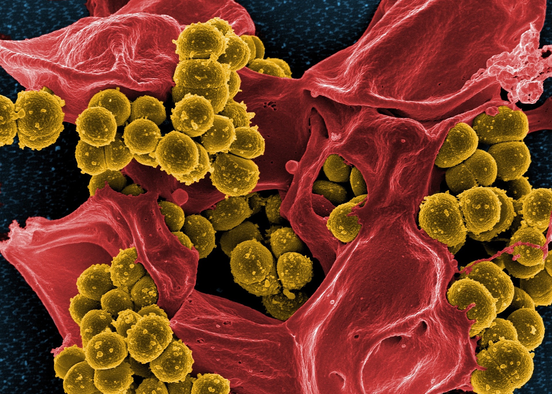 Journal Club: Allometry and Ecology of the Gut Microbiome