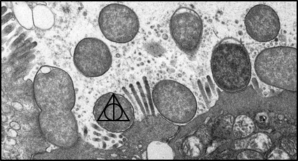 Pathogenic E. coli and the Deathly Hallows