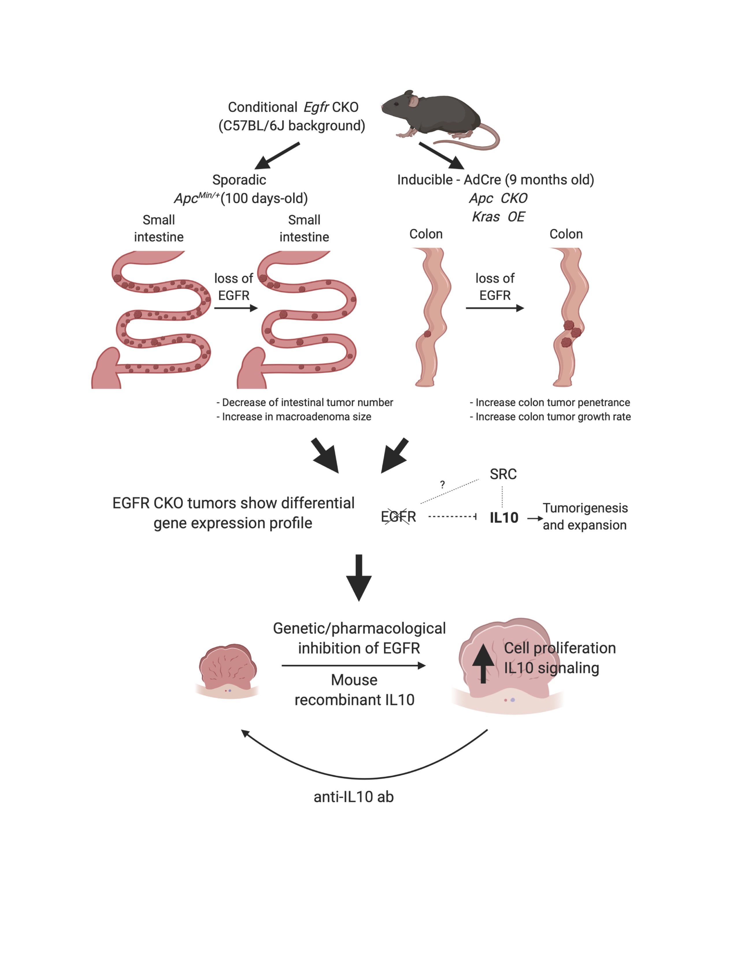 Constitutionally EGFR-independent colorectal cancers have accelerated growth rates through IL10-mediated anergy