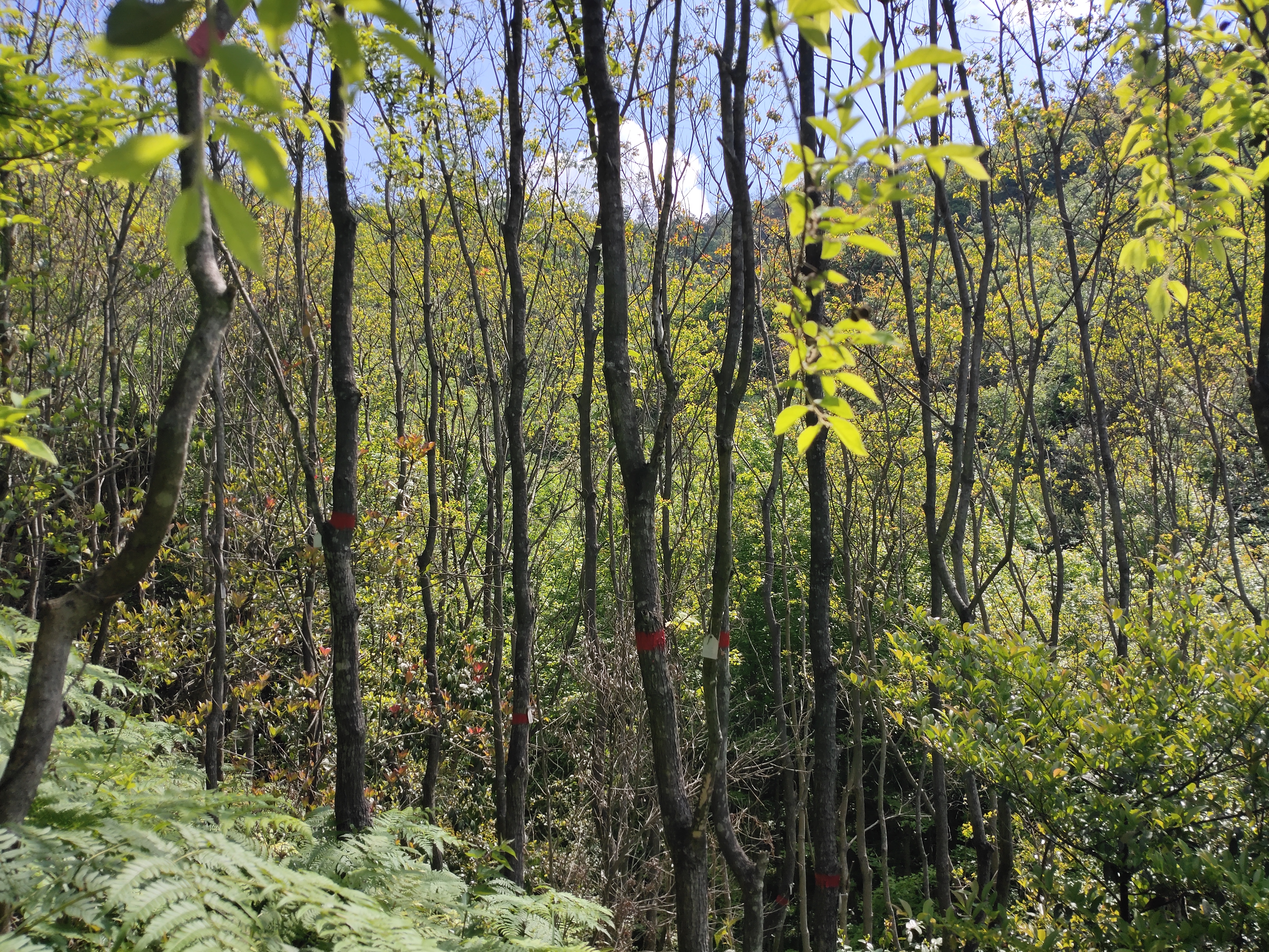 Following 10 years of forest growth shows the value of functional diversity